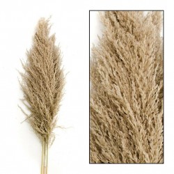 Suszona Trawa Pampasowa Belldeco Naturalna 1 - 3szt.