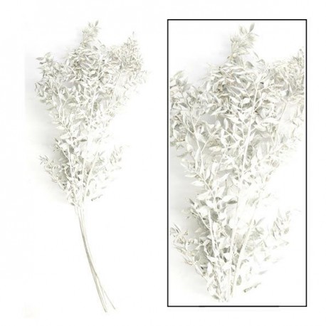 Suszone Rośliny Belldeco Ruszczyk Biały Wiązka