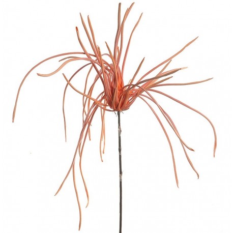 kwiat trawa pomarańczowa